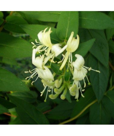 Chèvrefeuille japonais Aureoreticulata SEMI-PERSISTANT, pot de 4L