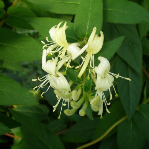 Chèvrefeuille japonais Aureoreticulata SEMI-PERSISTANT, pot de 4L