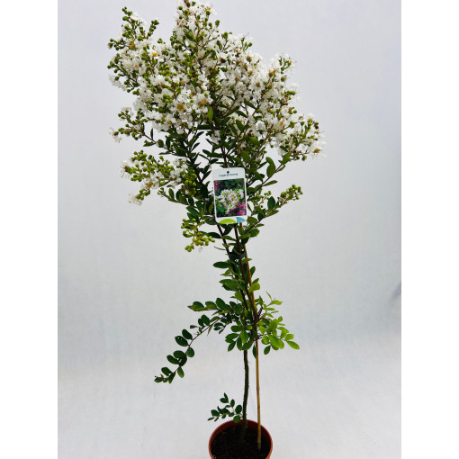 Lagerstroemia Indien Blanc (Myrtillé) pot,  4l