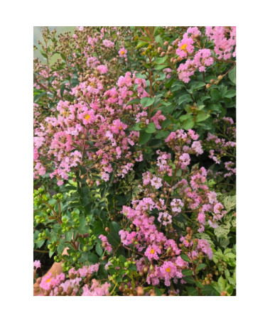 Lagerstroemia indien (Lilas de Crêpe)  4l