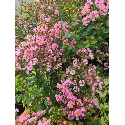 Lagerstroemia indien (Lilas de Crêpe)  4l