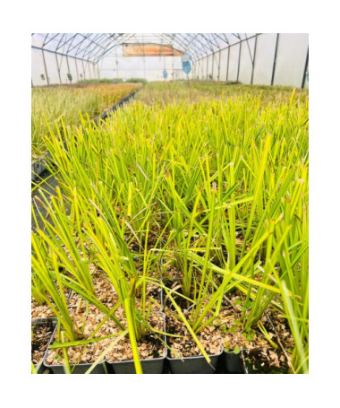 Laîche Rigide 'Aurea' P9/C1