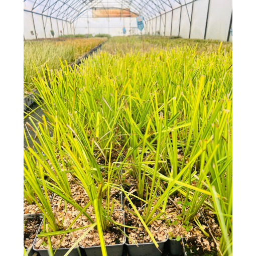 Laîche Rigide 'Aurea' P9/C1