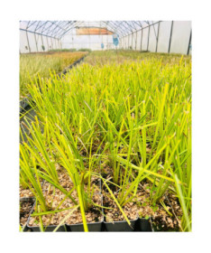 Laîche Rigide 'Aurea' P9/C1