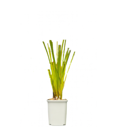 Laîche Rigide 'Aurea' P9/C1