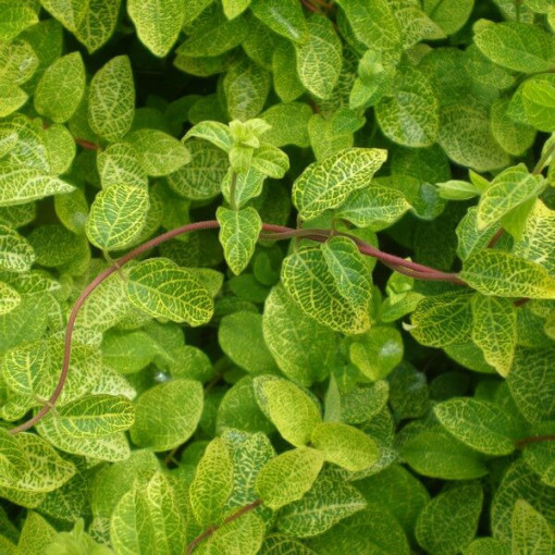 Chèvrefeuille japonais Aureoreticulata SEMI-PERSISTANT, pot de 4L