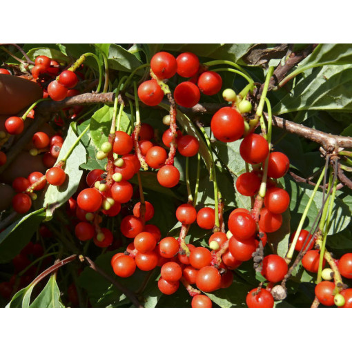 Schisandra de Chine 'Sadova' 2L