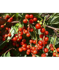 Schisandra de Chine 'Sadova' 2L