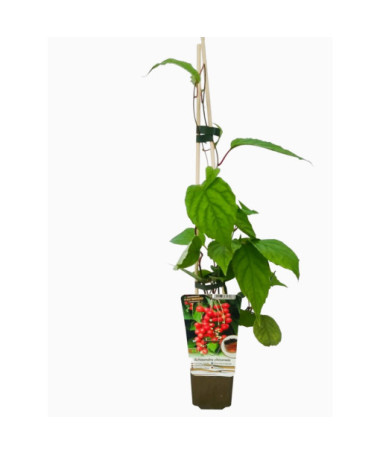 Schisandra de Chine 'Sadova' 2L