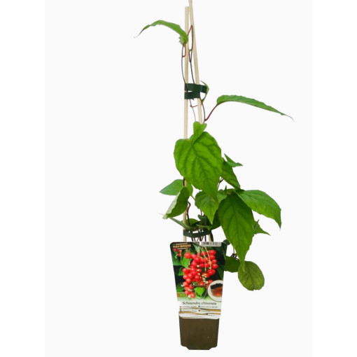 Schisandra de Chine 'Sadova' 2L