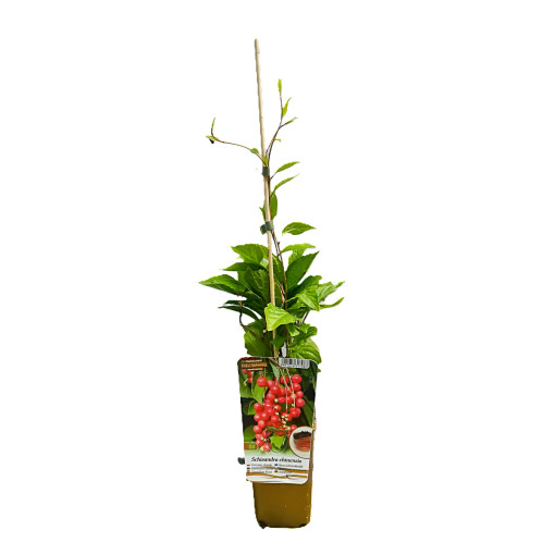 Schisandra de Chine 'Sadova' 2L