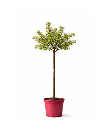 Pommier d'ornement 'Golden Hornet'  4l