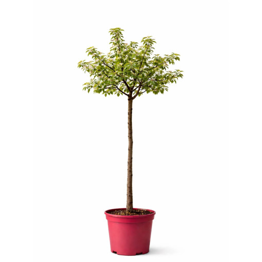 Pommier d'ornement 'Golden Hornet'  4l