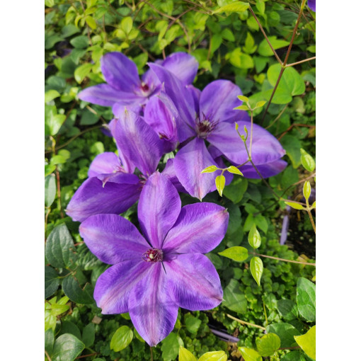 Clématite 'Elsa Spath'  4l