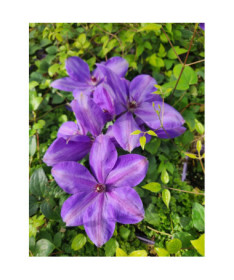 Clématite 'Elsa Spath'  4l