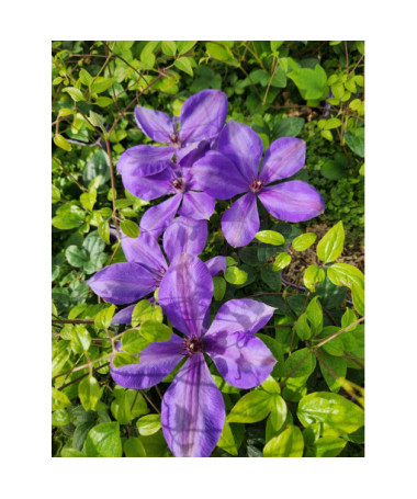 Clématite 'Elsa Spath'  4l