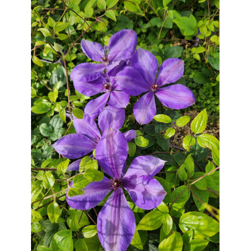 Clématite 'Elsa Spath'  4l