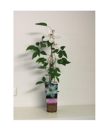 Clématite 'Valge Daam'  4l