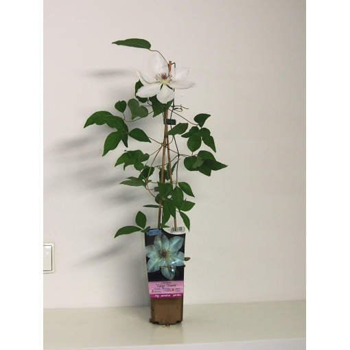 Clématite 'Valge Daam'  4l