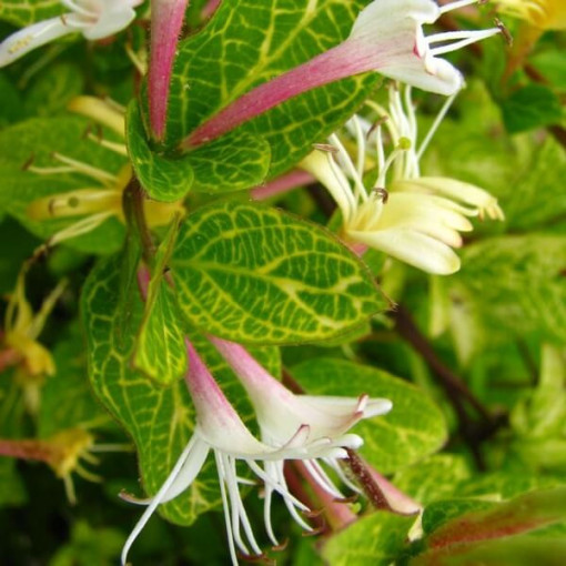 Chèvrefeuille japonais Aureoreticulata SEMI-PERSISTANT, pot de 4L