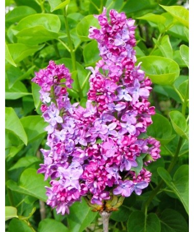 Lilas commun ‘Leonid Leonov’ C4 (greffage sur porte-greffe)