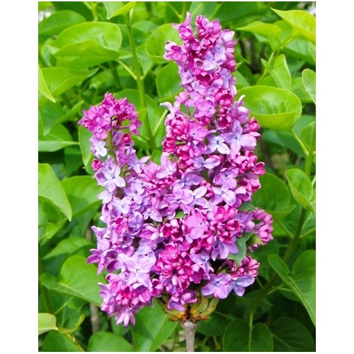 Lilas commun ‘Leonid Leonov’ C4 (greffage sur porte-greffe)
