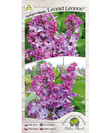 Lilas commun ‘Leonid Leonov’ C4 (greffage sur porte-greffe)