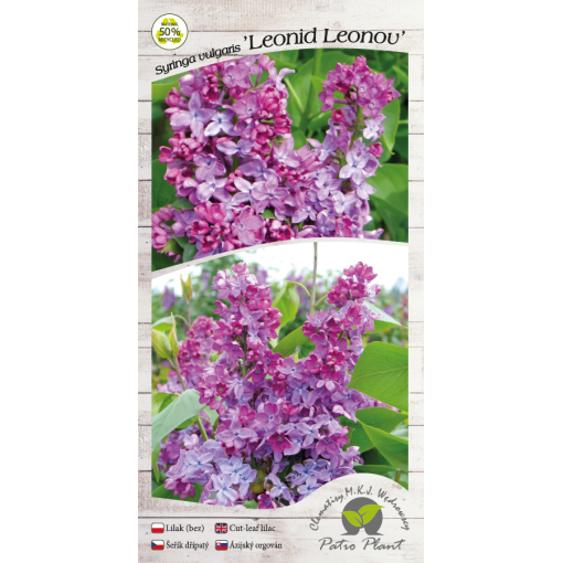 Lilas commun ‘Leonid Leonov’ C4 (greffage sur porte-greffe)