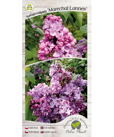 Lilas commun 'Maréchal Lannes' C4 (greffage sur porte-greffe)