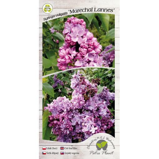 Lilas commun 'Maréchal Lannes' C4 (greffage sur porte-greffe)