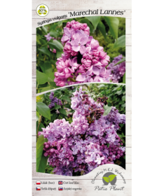 Lilas commun 'Maréchal Lannes' C4 (greffage sur porte-greffe)