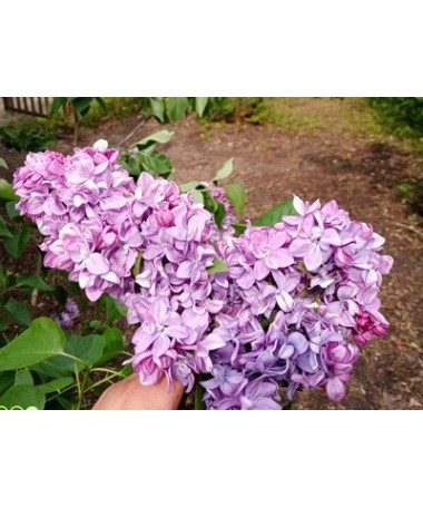 Lilas commun 'Maréchal Lannes' C4 (greffage sur porte-greffe)