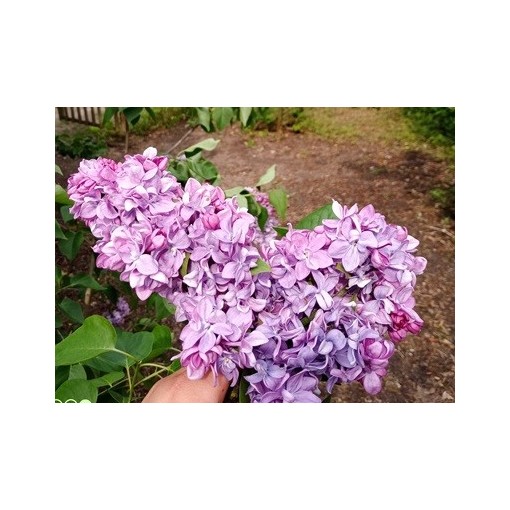 Lilas commun 'Maréchal Lannes' C4 (greffage sur porte-greffe)