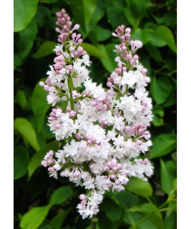 Lilas commun ‘Krasavitsa Moskvy’ C4 (greffage sur porte-greffe)