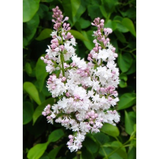 Lilas commun ‘Krasavitsa Moskvy’ C4 (greffage sur porte-greffe)