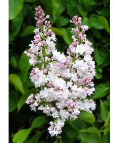 Lilas commun ‘Krasavitsa Moskvy’ C4 (greffage sur porte-greffe)
