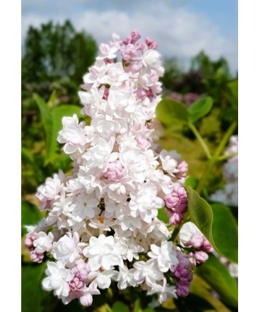 Lilas commun ‘Krasavitsa Moskvy’ C4 (greffage sur porte-greffe)