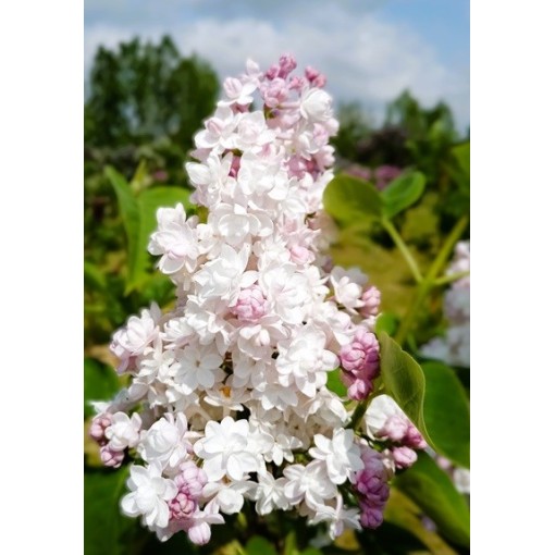 Lilas commun ‘Krasavitsa Moskvy’ C4 (greffage sur porte-greffe)