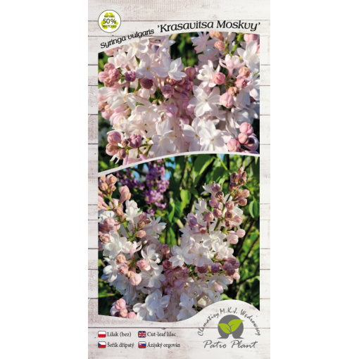Lilas commun ‘Krasavitsa Moskvy’ C4 (greffage sur porte-greffe)