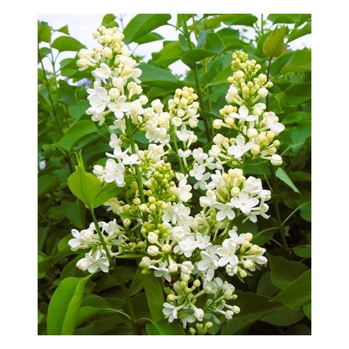 Lilas commun ‘Primrose’ C4 (greffage sur porte-greffe)
