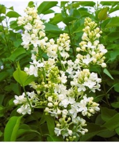 Lilas commun ‘Primrose’ C4 (greffage sur porte-greffe)