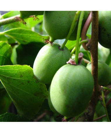 Kiwi Actinidia Sientiabrskaja (panaché), pot de 4L