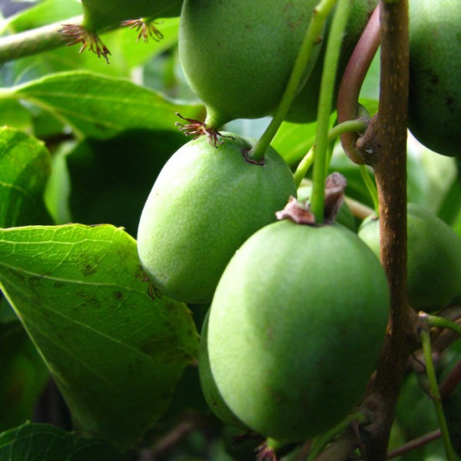 Kiwi Actinidia Sientiabrskaja (panaché), pot de 4L