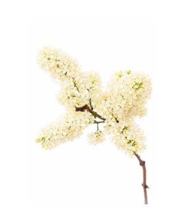Lilas commun ‘Primrose’ C4 (greffage sur porte-greffe)