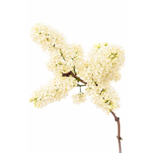 Lilas commun ‘Primrose’ C4 (greffage sur porte-greffe)