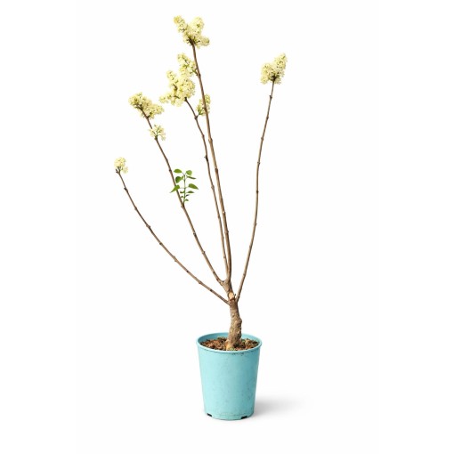 Lilas commun ‘Primrose’ C4 (greffage sur porte-greffe)