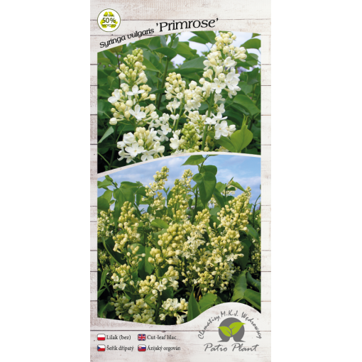 Lilas commun ‘Primrose’ C4 (greffage sur porte-greffe)
