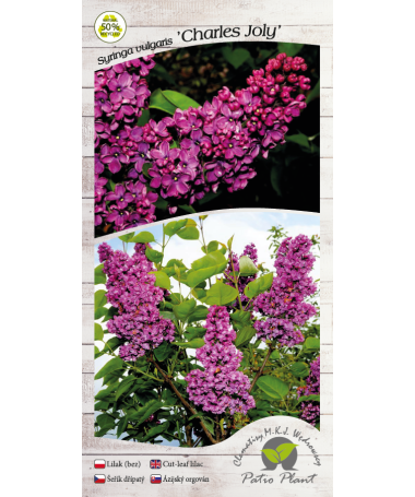 Lilas commun ‘Charles Joly’ C4 (greffage sur porte-greffe)
