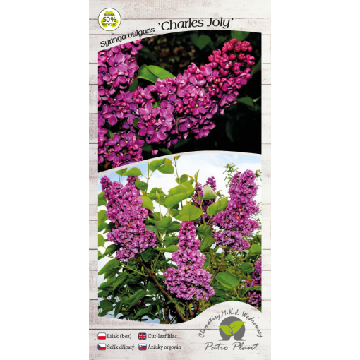 Lilas commun ‘Charles Joly’ C4 (greffage sur porte-greffe)