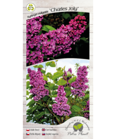 Lilas commun ‘Charles Joly’ C4 (greffage sur porte-greffe)